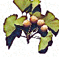 Psychology of Longevity ginkgo